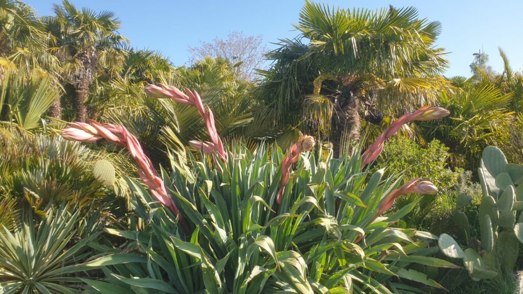 Création d'un jardin exotique par la société GAS CONCEPT BORDEAUX
