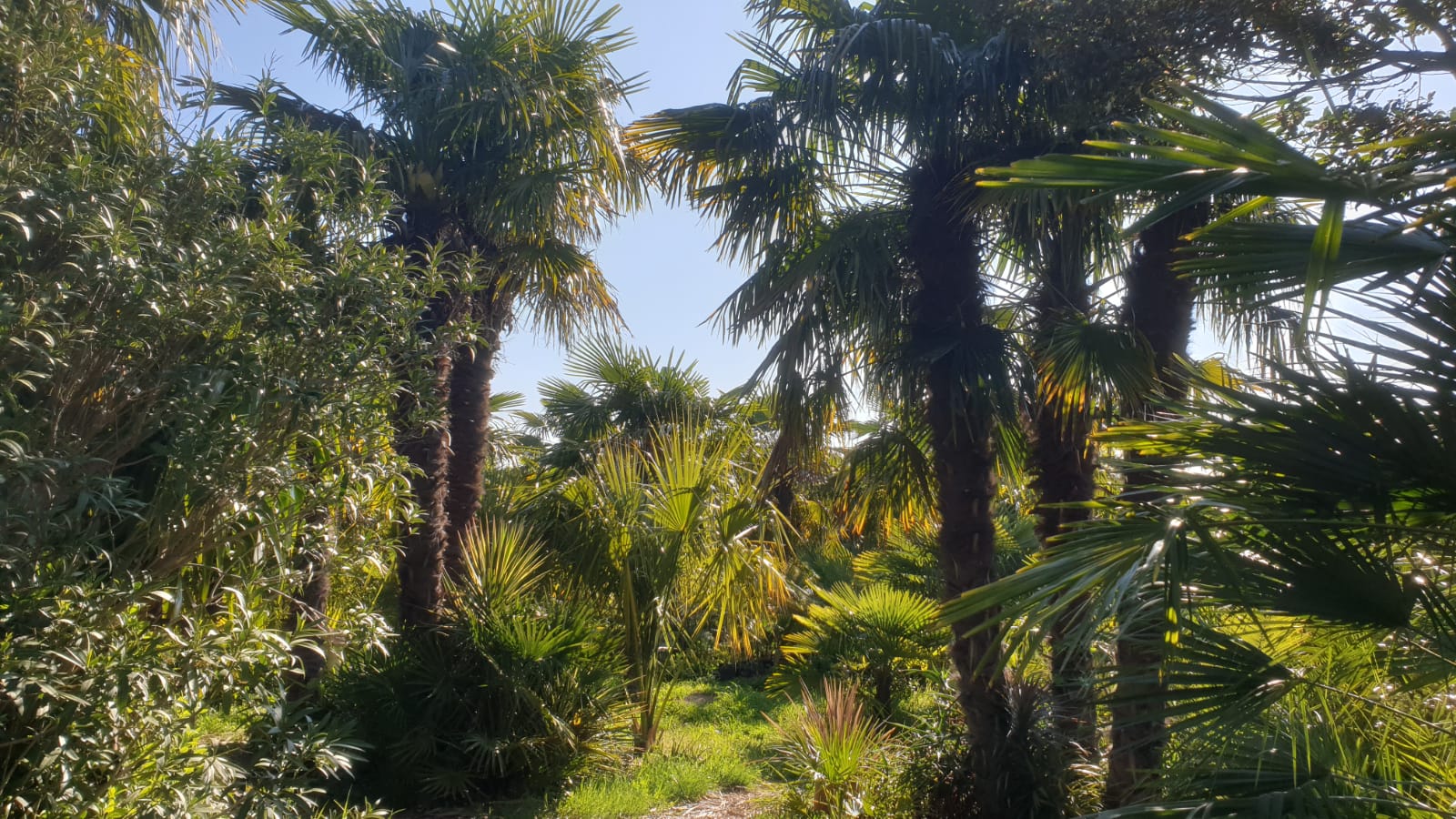 Création d’un jardin exotique